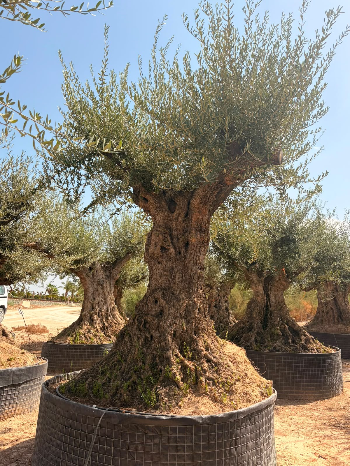 Beispielbild eines monumentalen Olivenbaums Hojiblanca – Ansicht 9