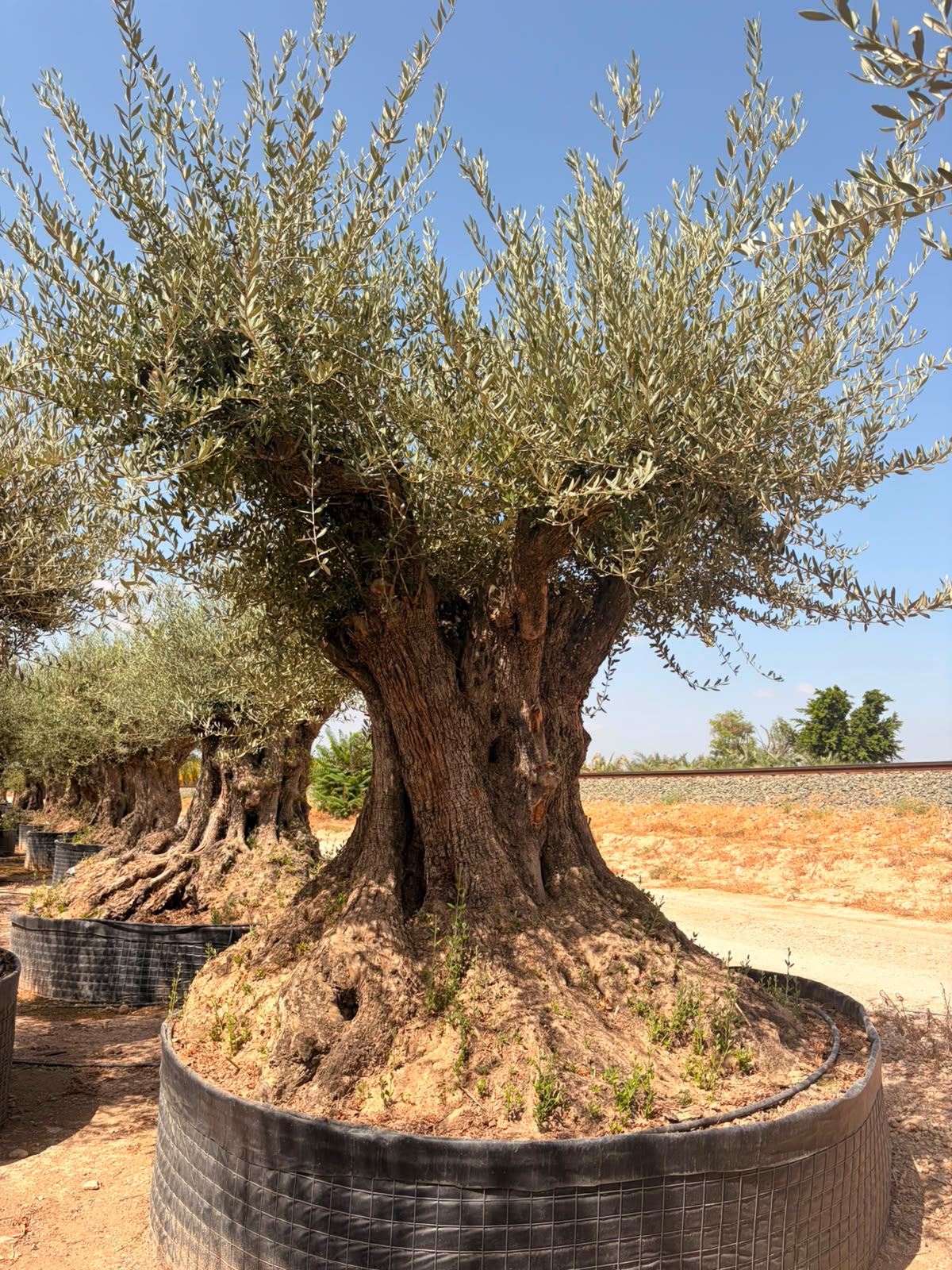Beispielbild eines monumentalen Olivenbaums Hojiblanca – Ansicht 2