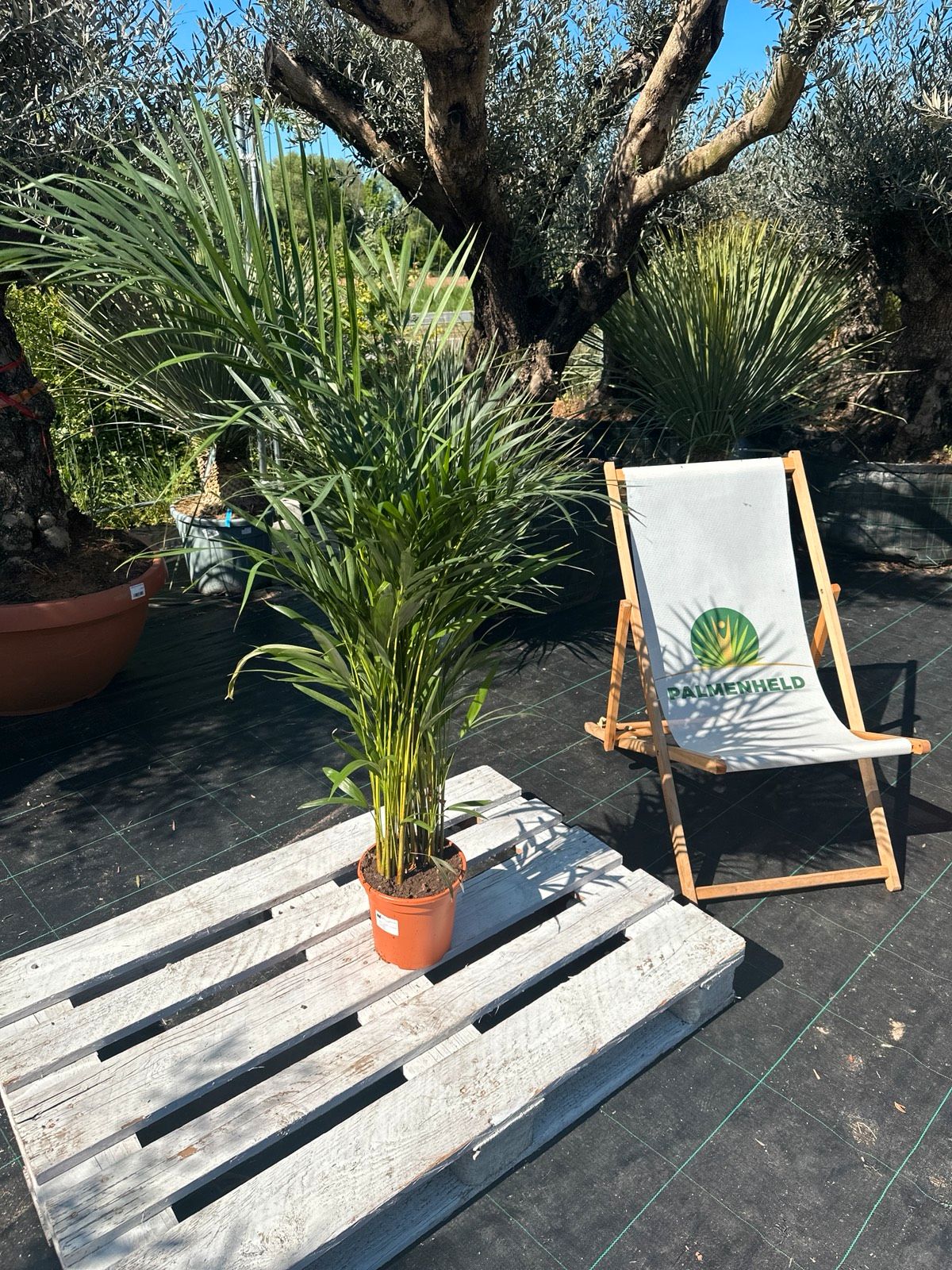 Goldfruchtpalme 100-140cm