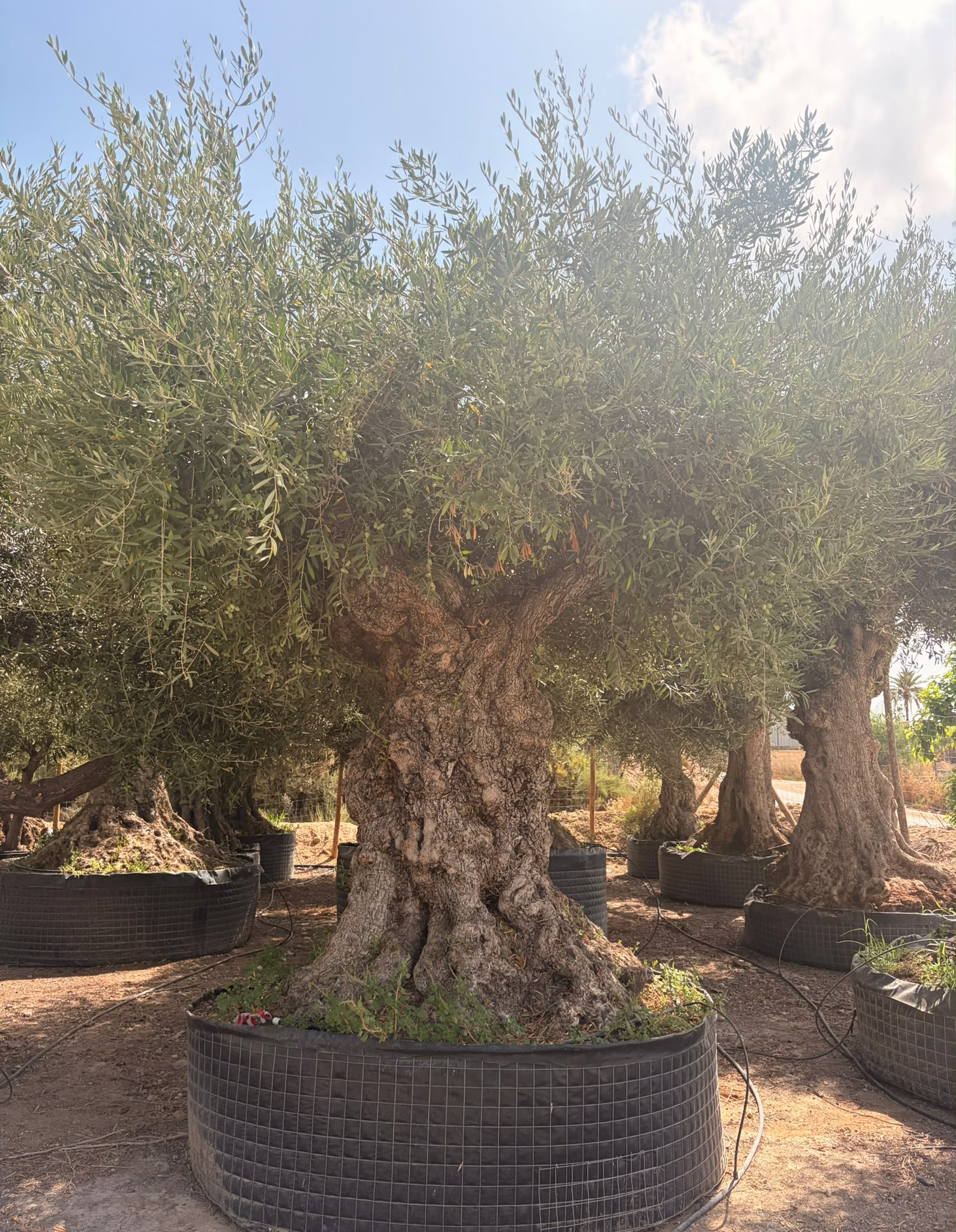 Beispielbild eines monumentalen Olivenbaums Lechin – Ansicht 4