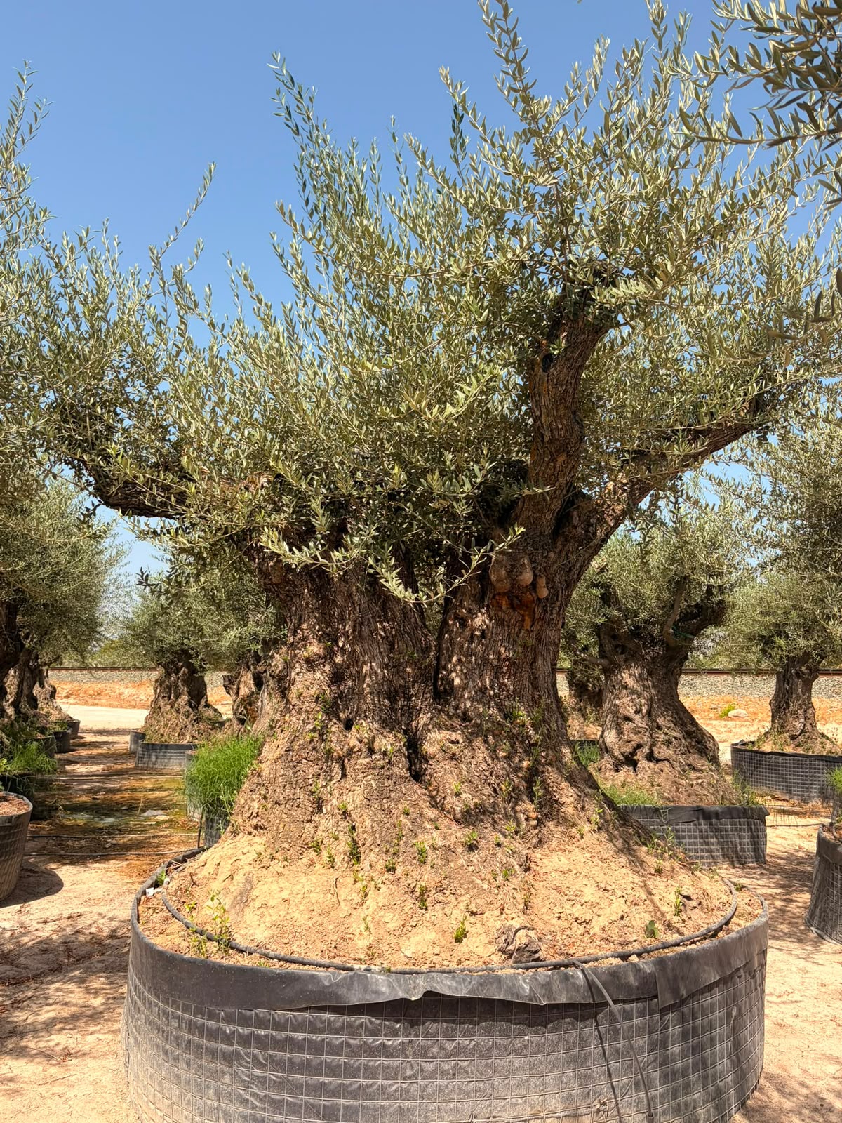 Beispielbild eines monumentalen Olivenbaums Hojiblanca – Ansicht 10