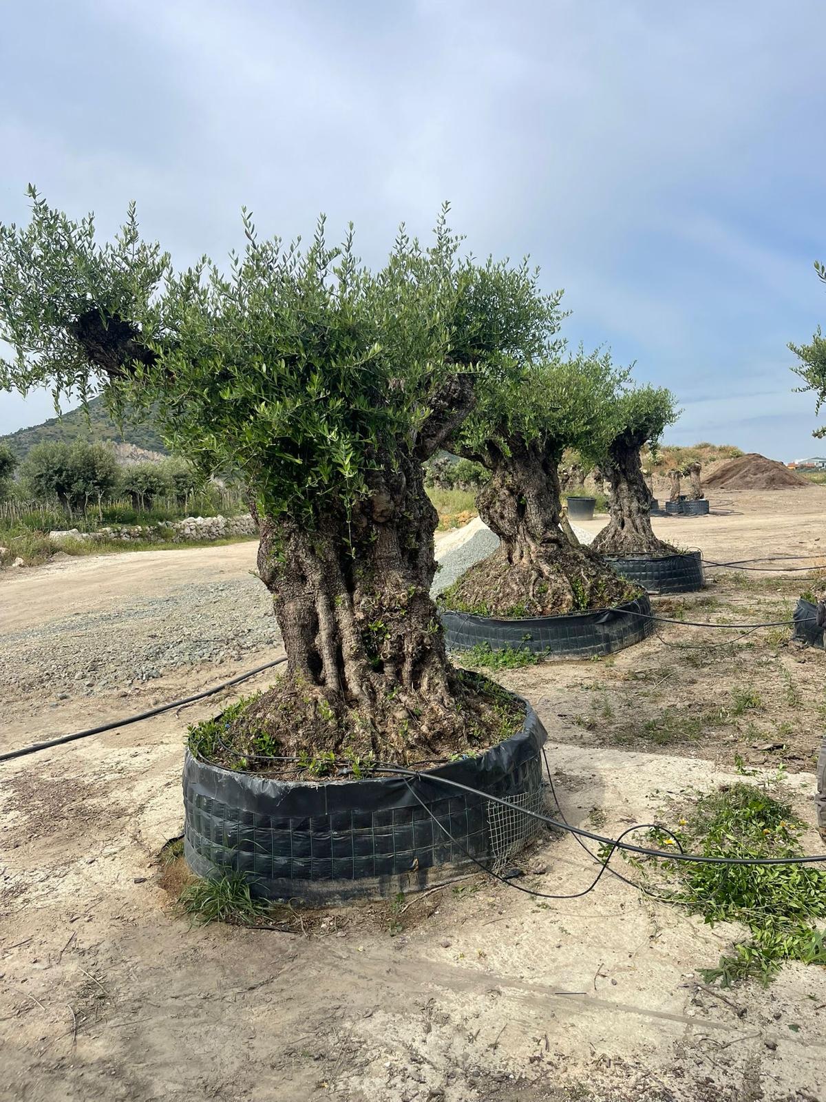 Beispielbild Olea europaea hojiblanca bonsai – Ansicht 2