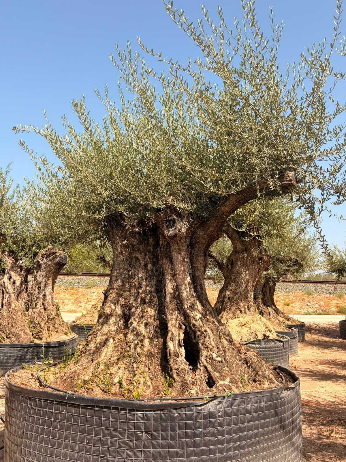 Beispielbild eines monumentalen Olivenbaums Hojiblanca – Ansicht 7