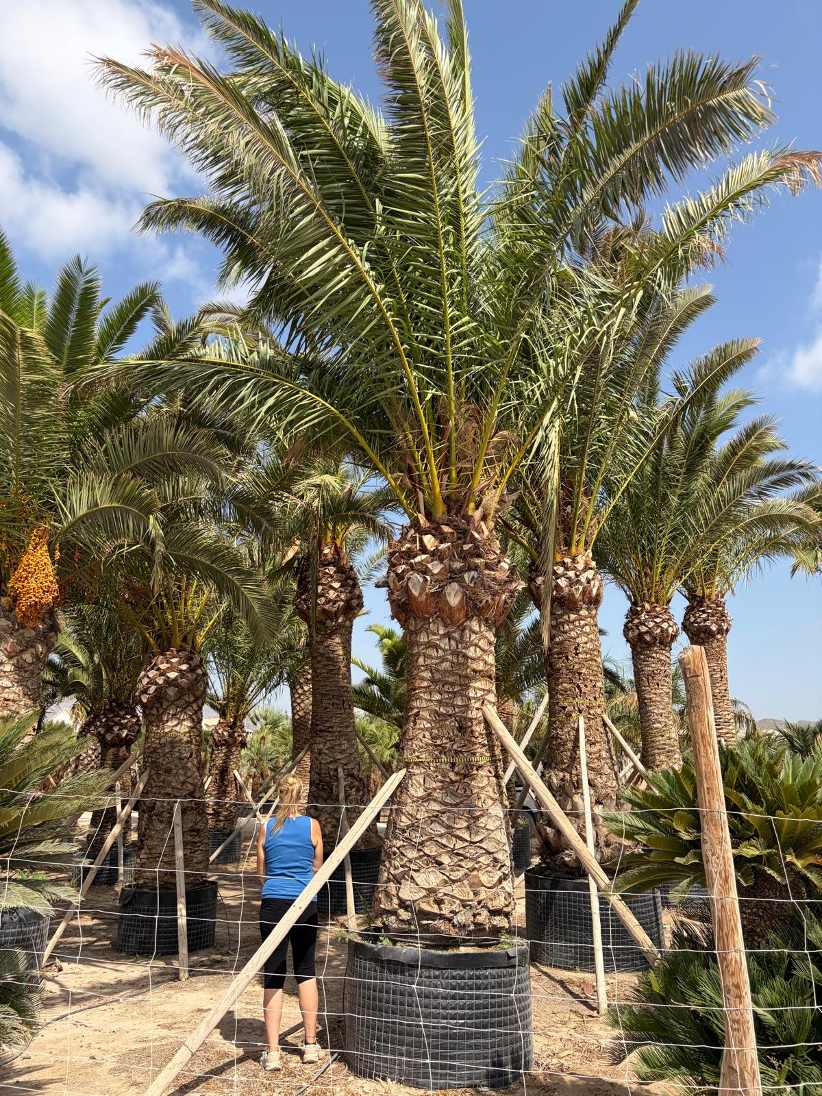 Beispielbild Phoenix canariensis – 2 m Stamm – Ansicht 1
