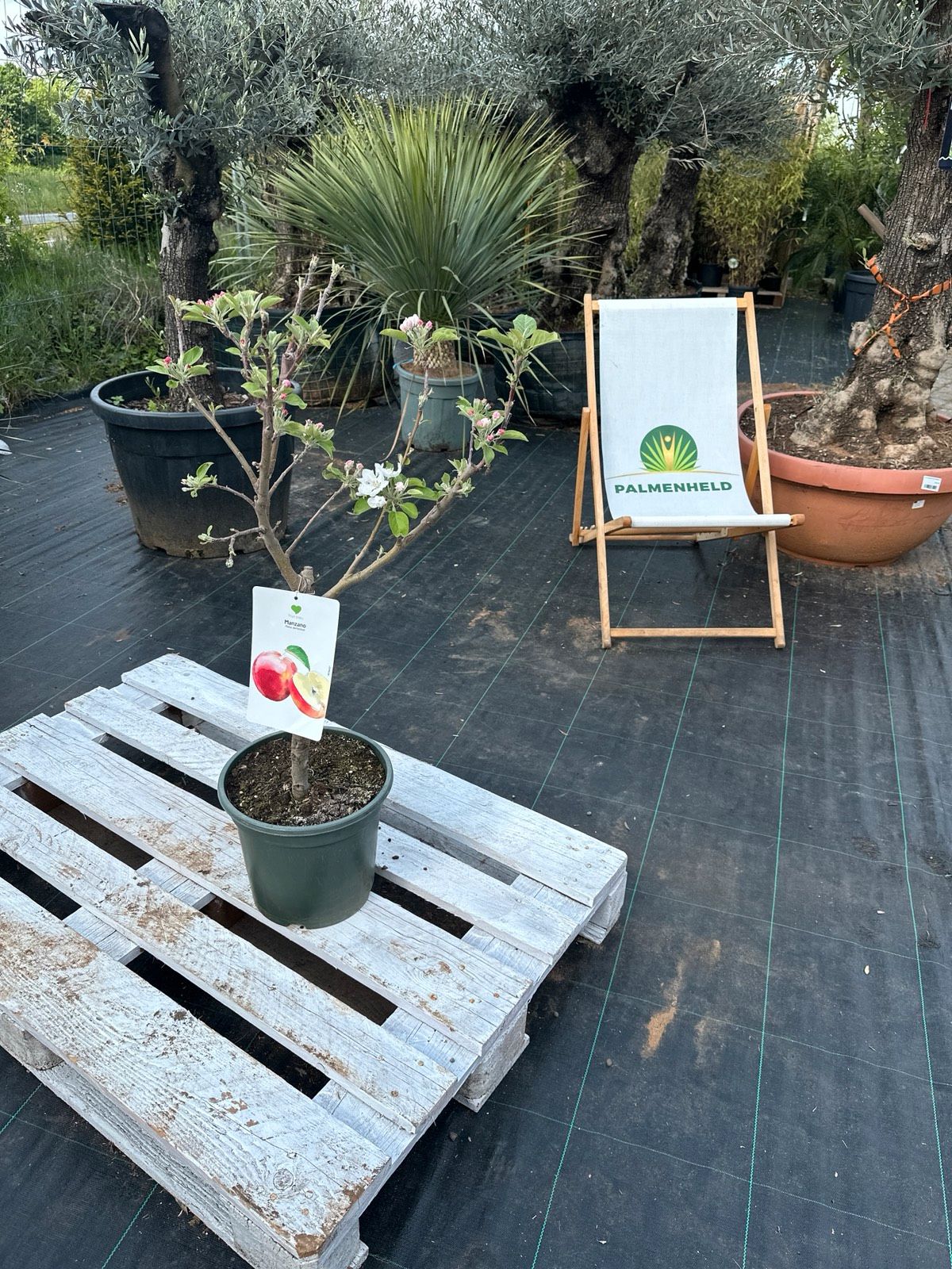 Apfelbaum 80-120cm