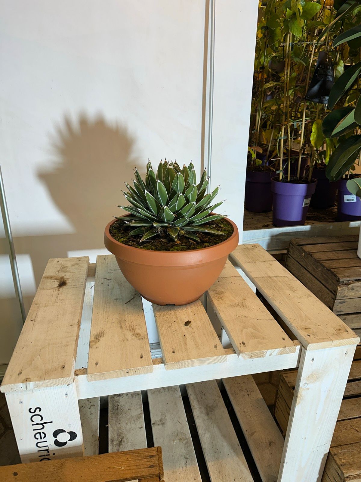 Agave 35-40cm