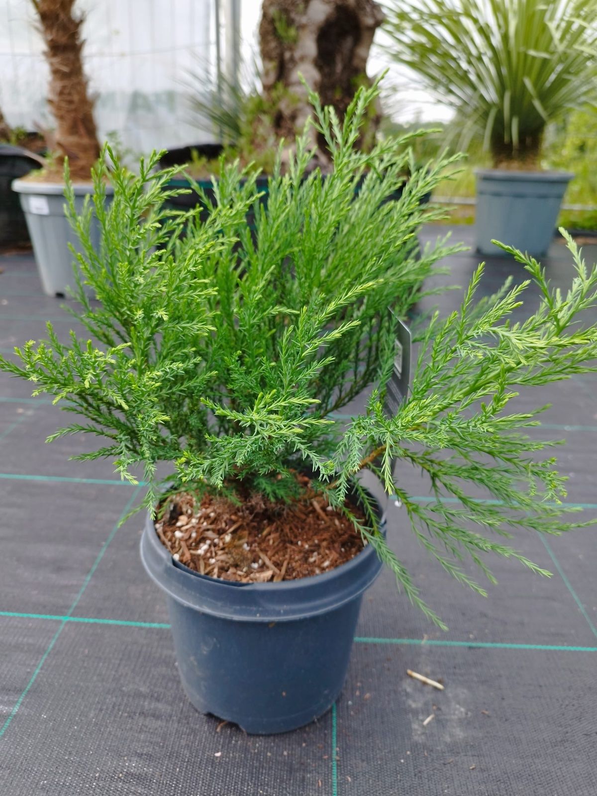 Riesenmammutbaum 40-60cm