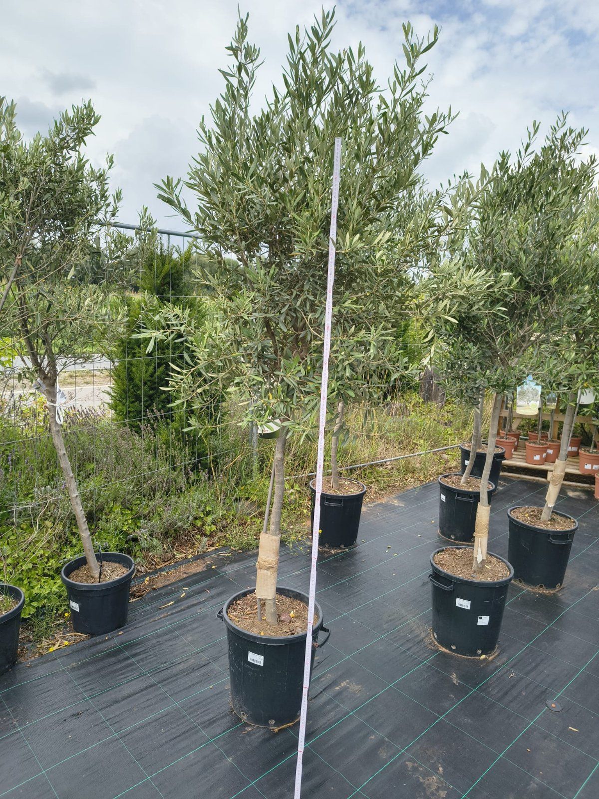 Olivenbaum 170-230cm