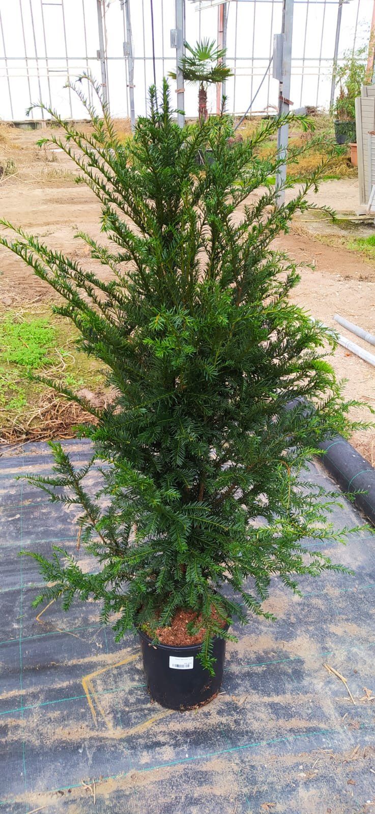 Europäische Eibe 150-180cm