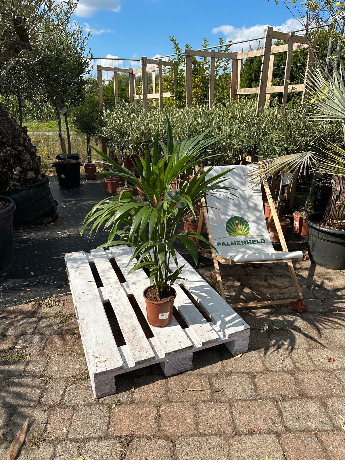 Kentia-Palme 80-100cm