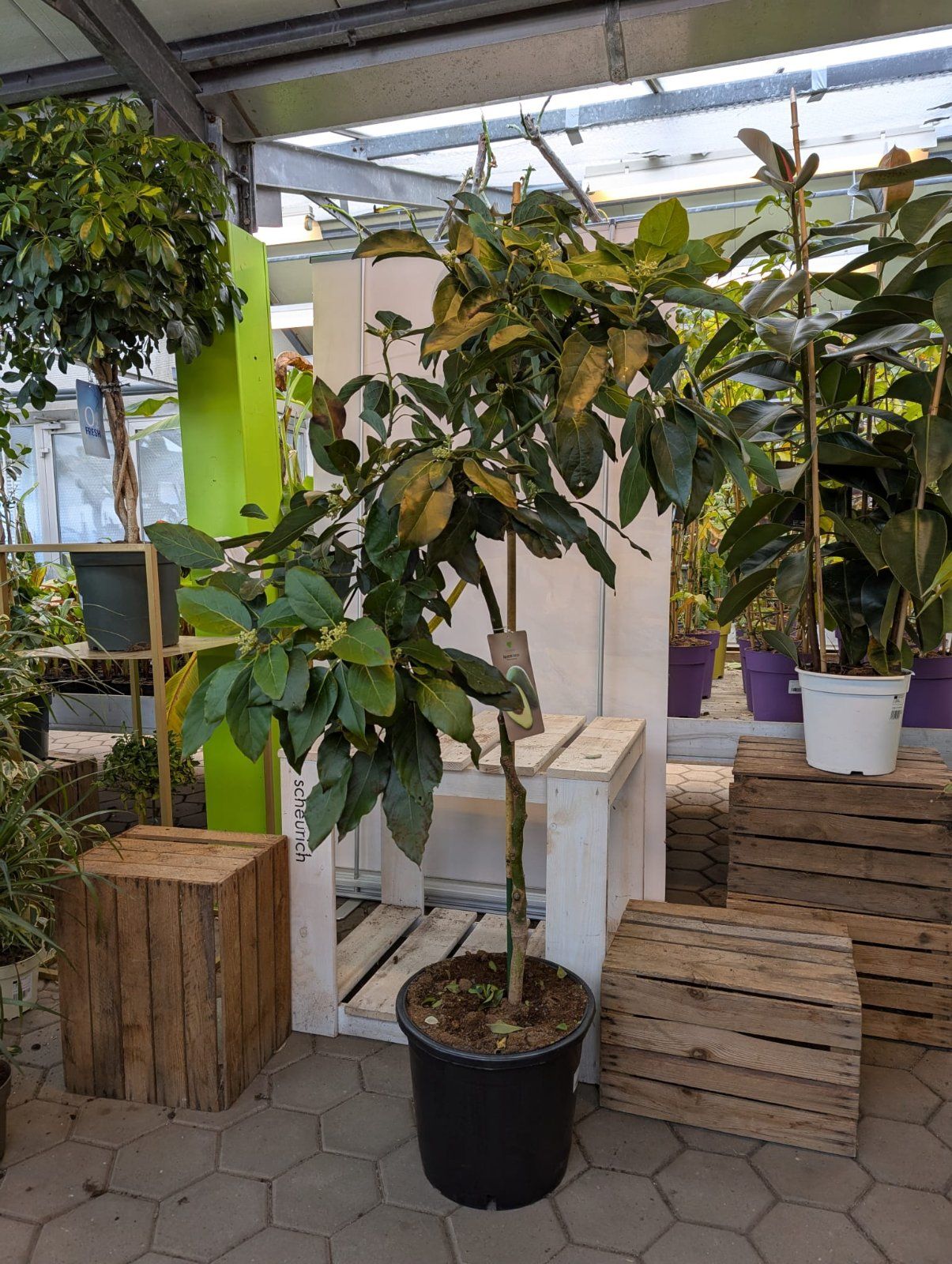 Avocadobaum 180-220cm