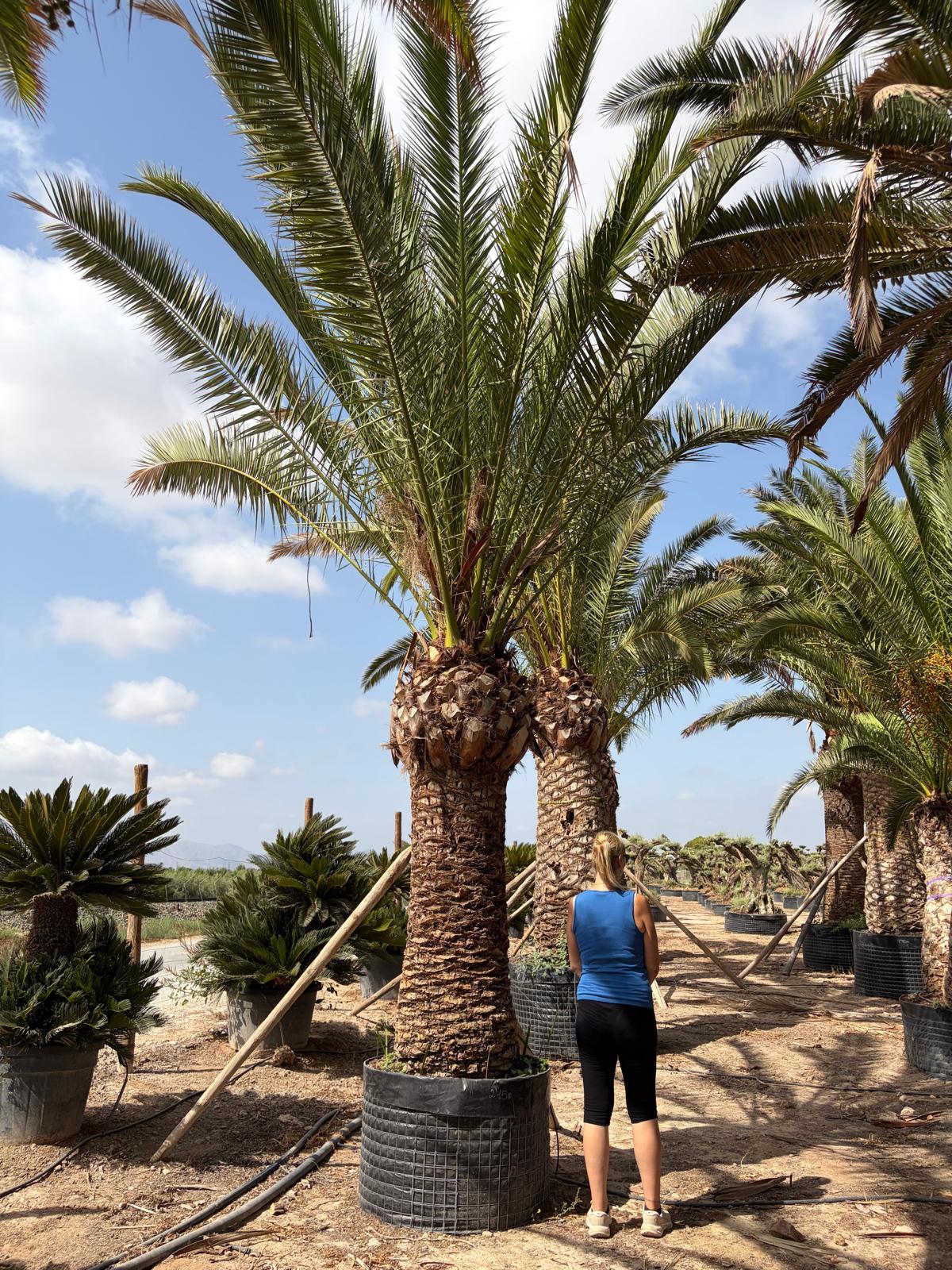 Beispielbild Phoenix canariensis – 2 m Stamm – Ansicht 3