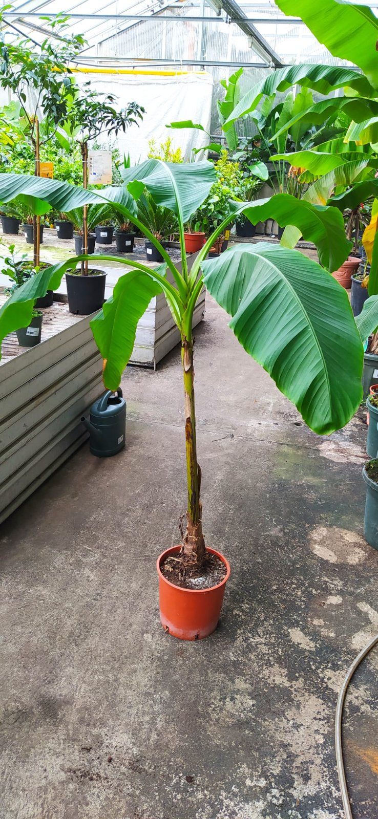 Japanische Faserbanane 130-150cm