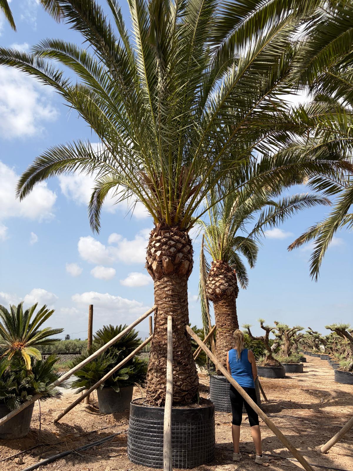 Beispielbild Phoenix canariensis – 2 m Stamm – Ansicht 6