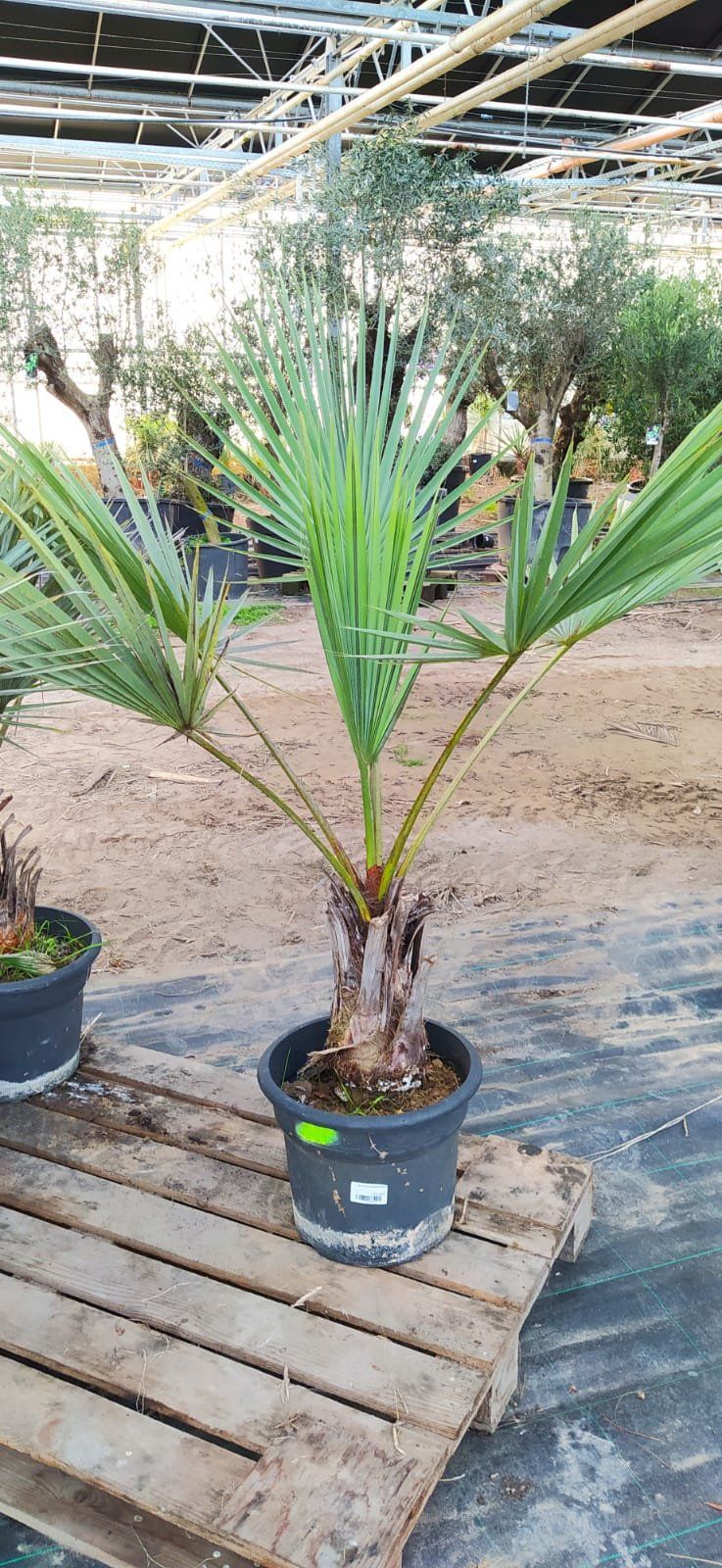 Blaue Hesperidenpalme 130-170cm