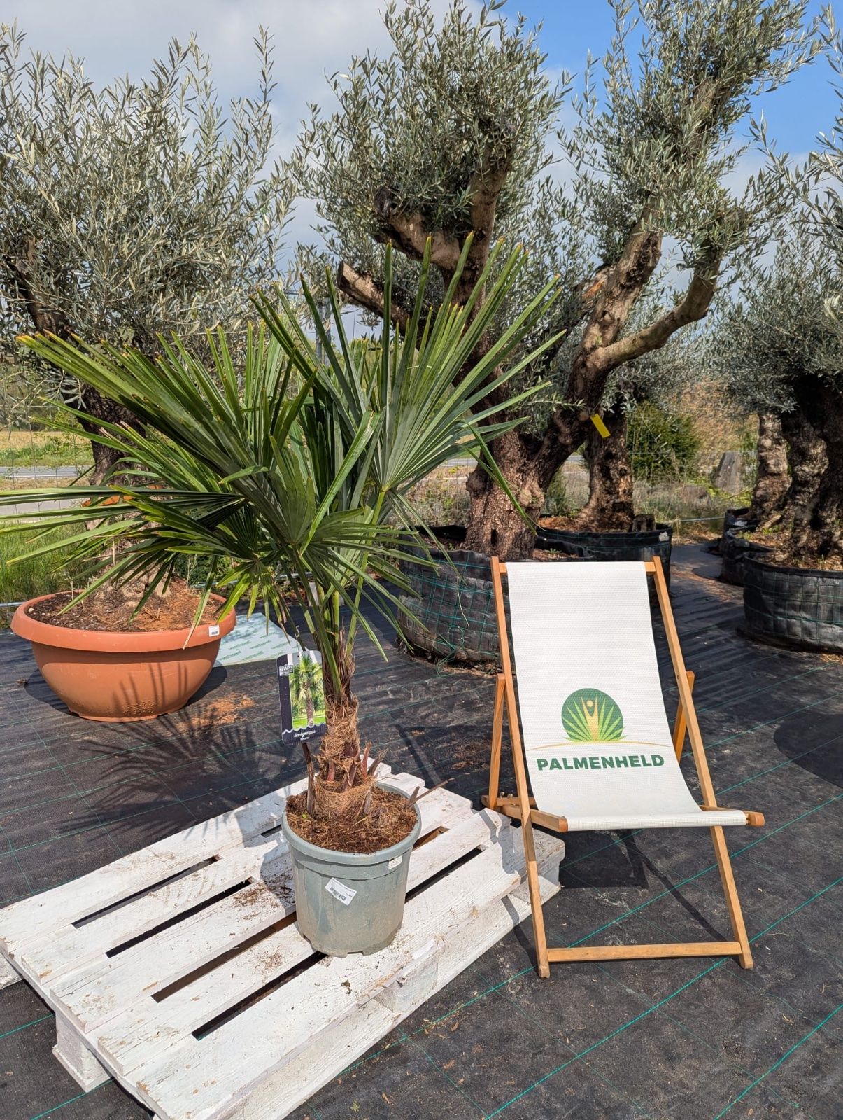 Chinesische Hanfpalme 130-170cm