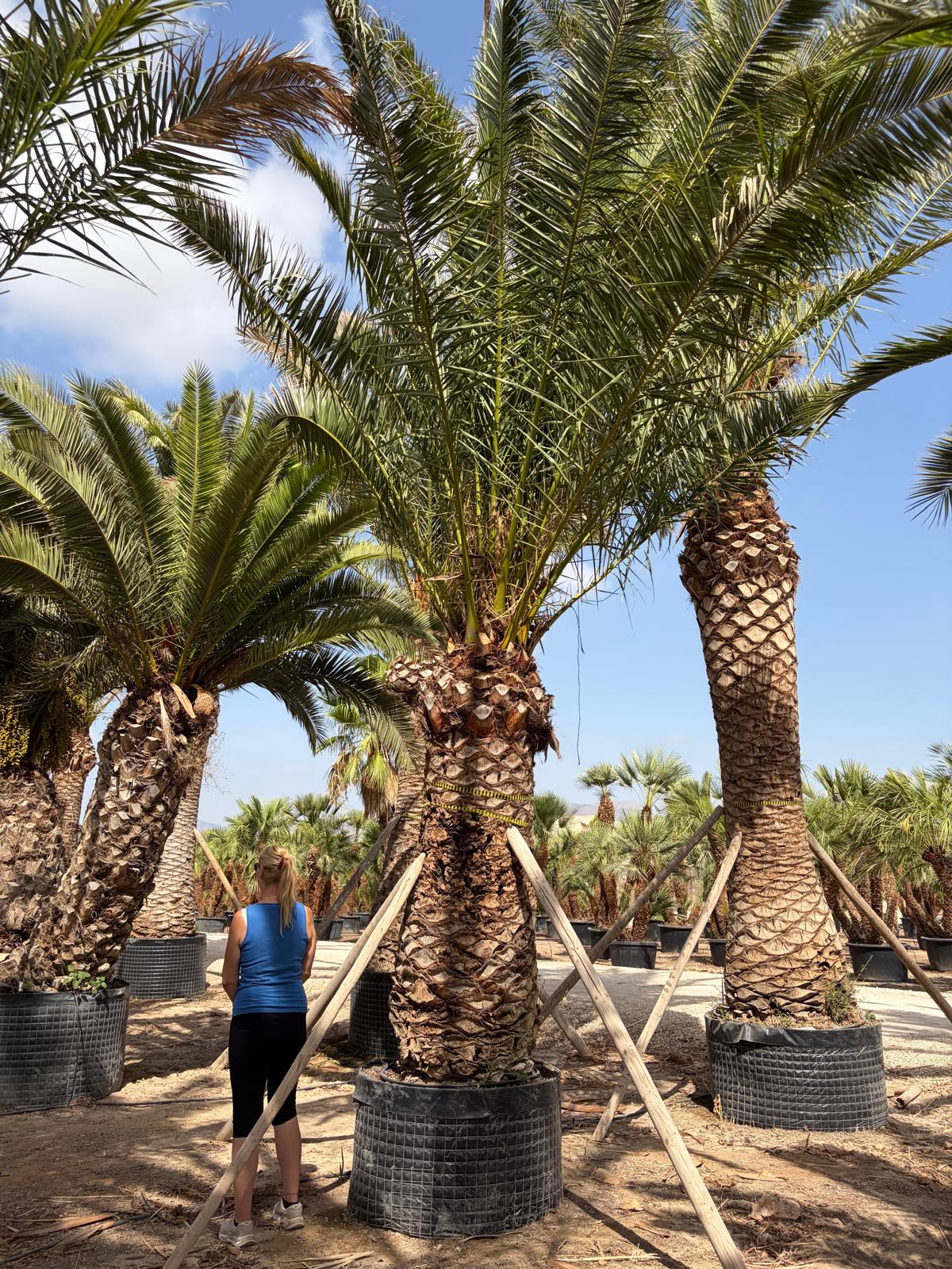 Beispielbild Phoenix canariensis – 2 m Stamm – Ansicht 5