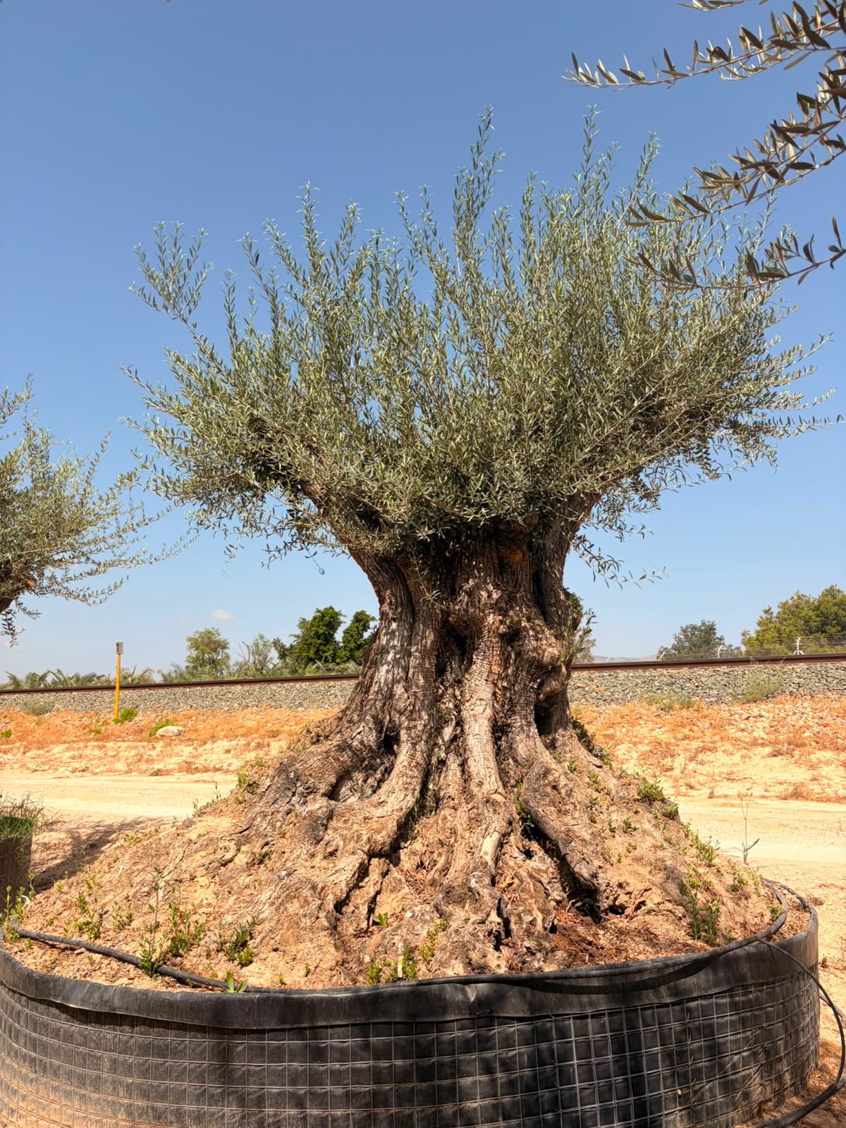 Beispielbild eines monumentalen Olivenbaums Hojiblanca – Ansicht 3