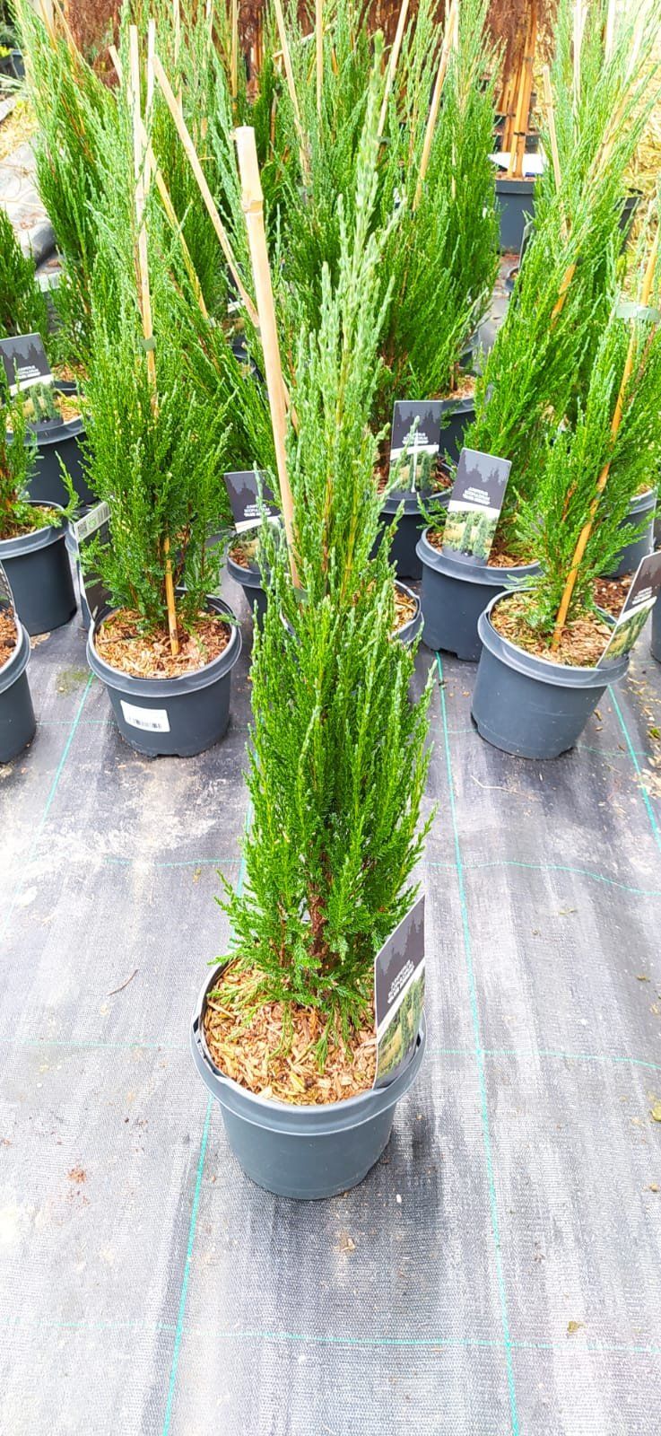 Blauer Raketen-Wacholder 70-90cm