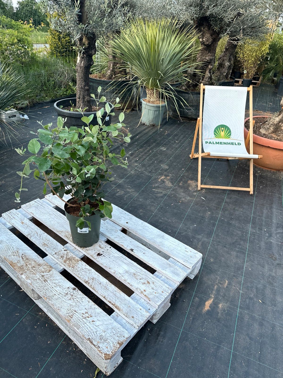 Brasilianische Guave 40-70cm