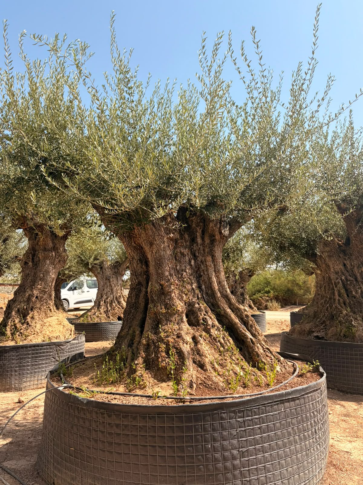 Beispielbild eines monumentalen Olivenbaums Hojiblanca – Ansicht 1