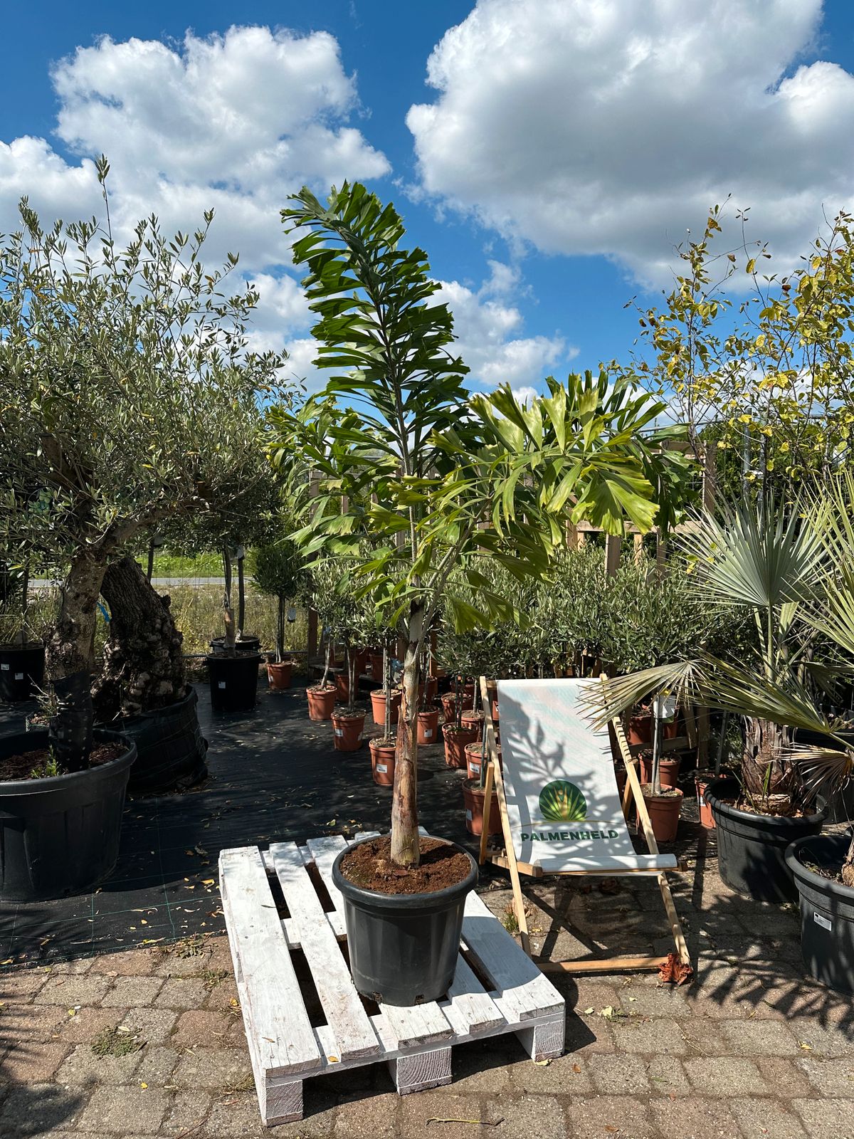 Fuchsschwanzpalme 190-220cm