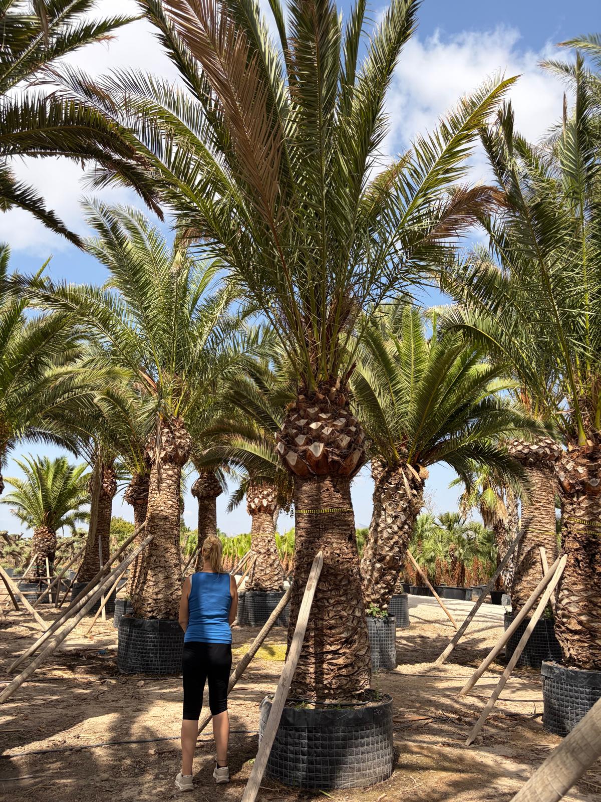 Beispielbild Phoenix canariensis – 2 m Stamm – Ansicht 4