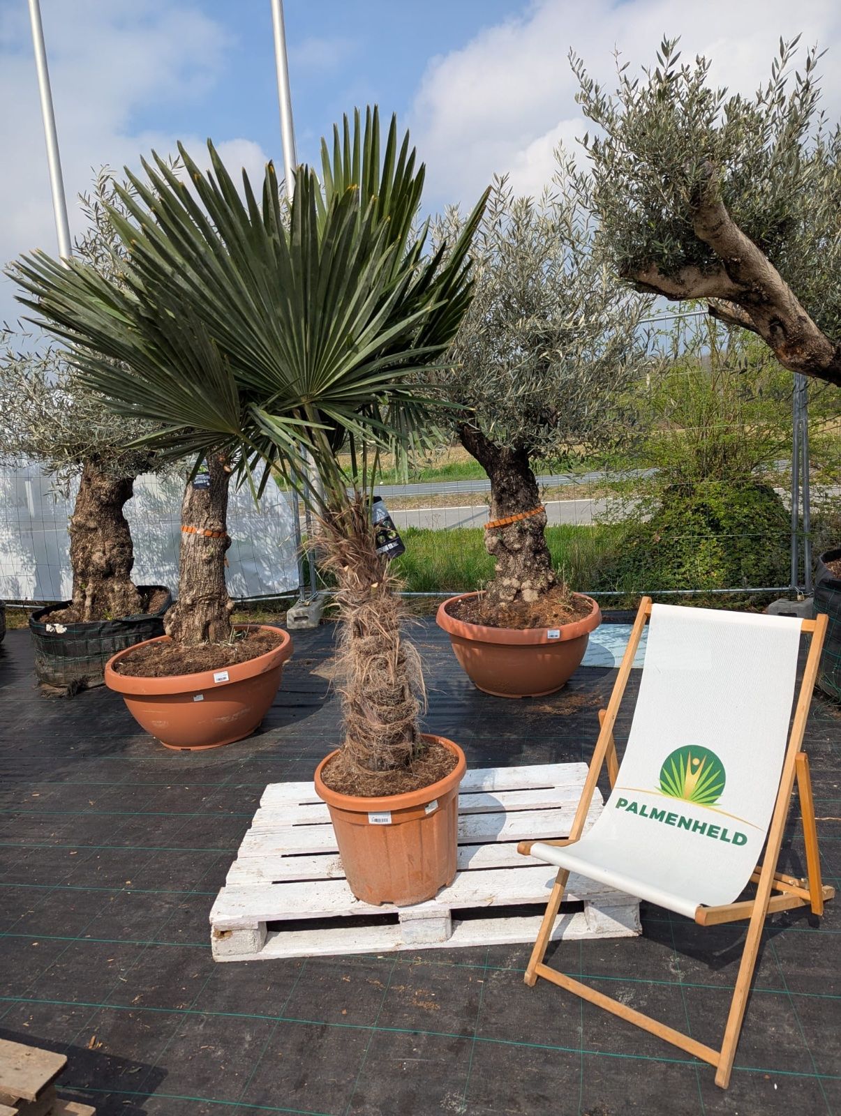 Chinesische Hanfpalme 170-220cm