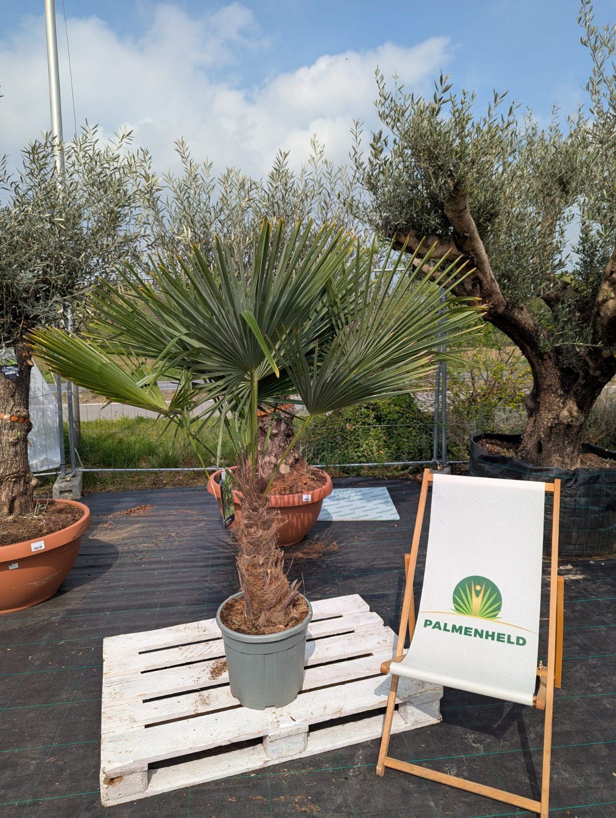 Chinesische Hanfpalme 160-200cm