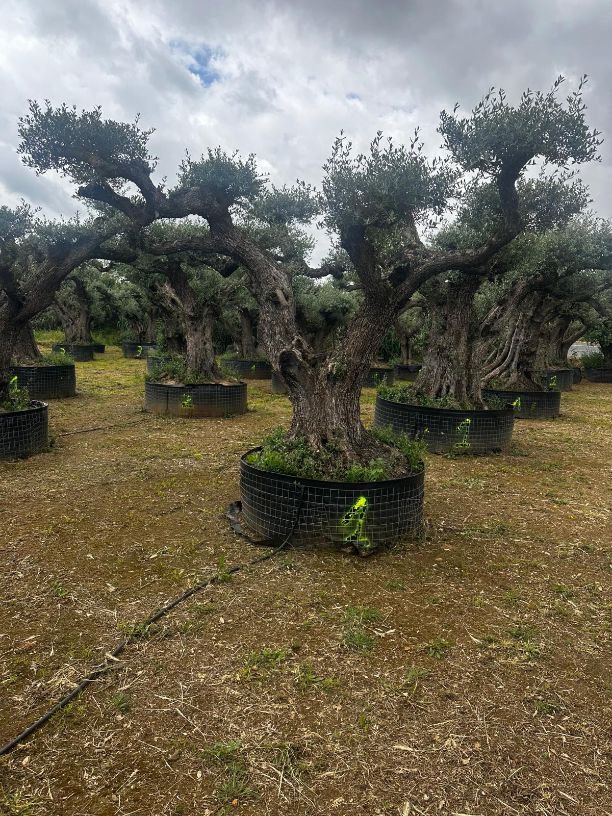 Beispielbild Olea europaea hojiblanca Lena pom pom mittel – Ansicht 5