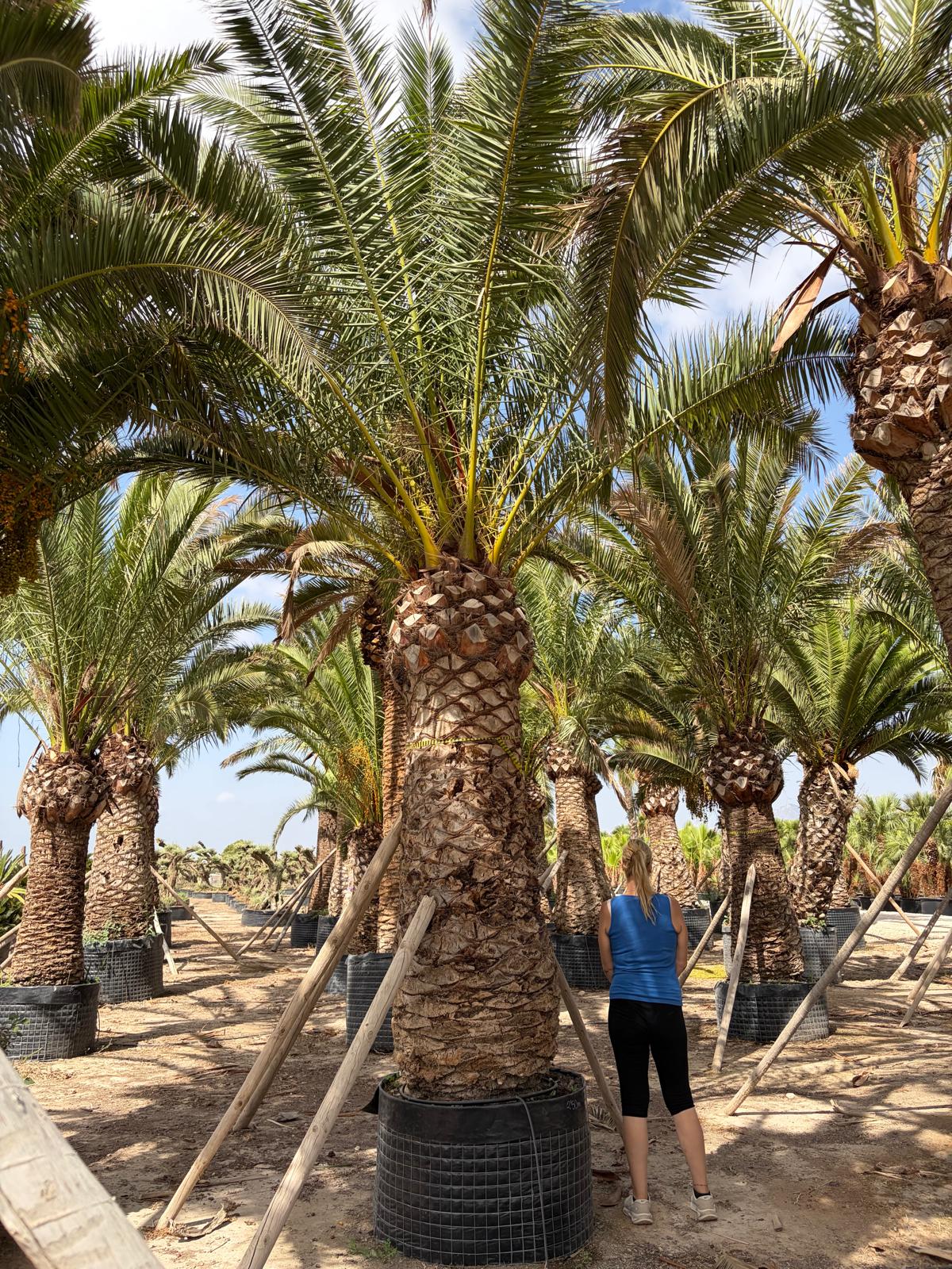 Beispielbild Phoenix canariensis – 2 m Stamm – Ansicht 2
