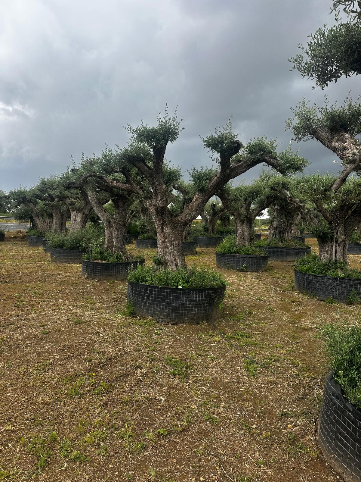 Beispielbild Olea europaea hojiblanca Lena pom pom klein – Ansicht 5