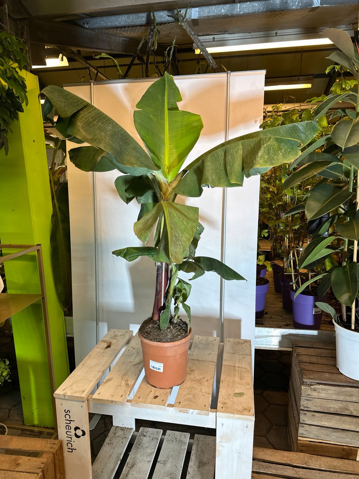 Zwerg-Chiquita 110-140cm