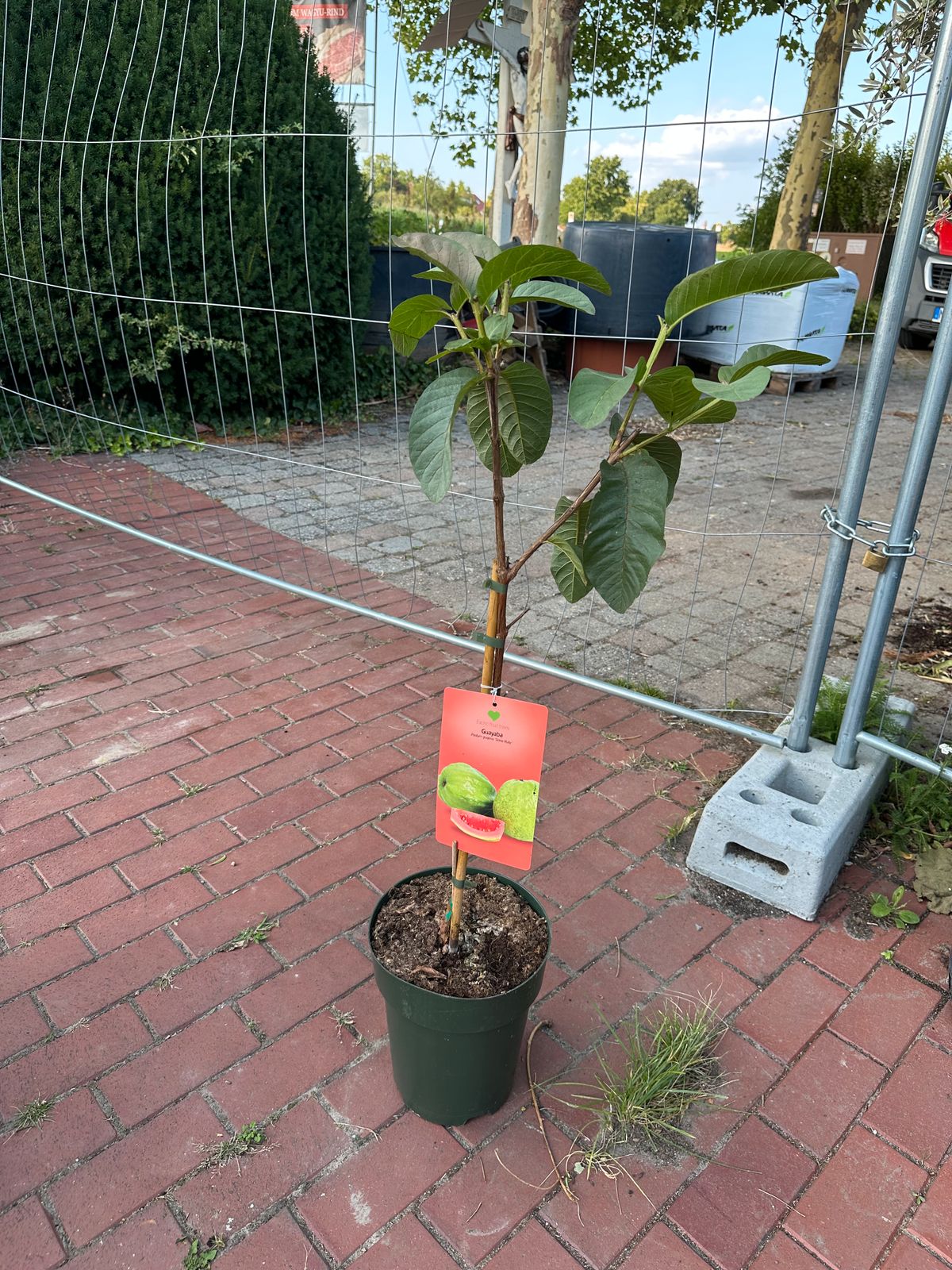 Apfelguave 80-110cm