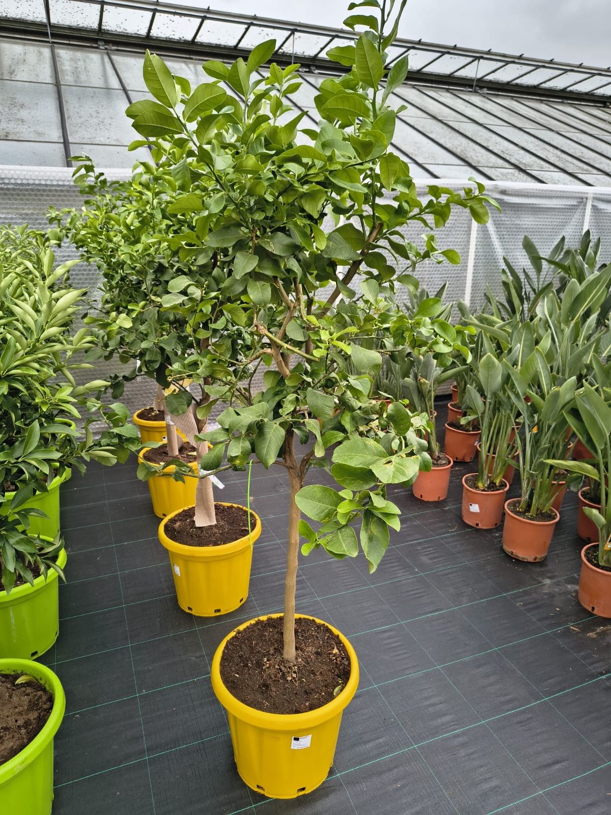 Zitronenbaum 160-200cm