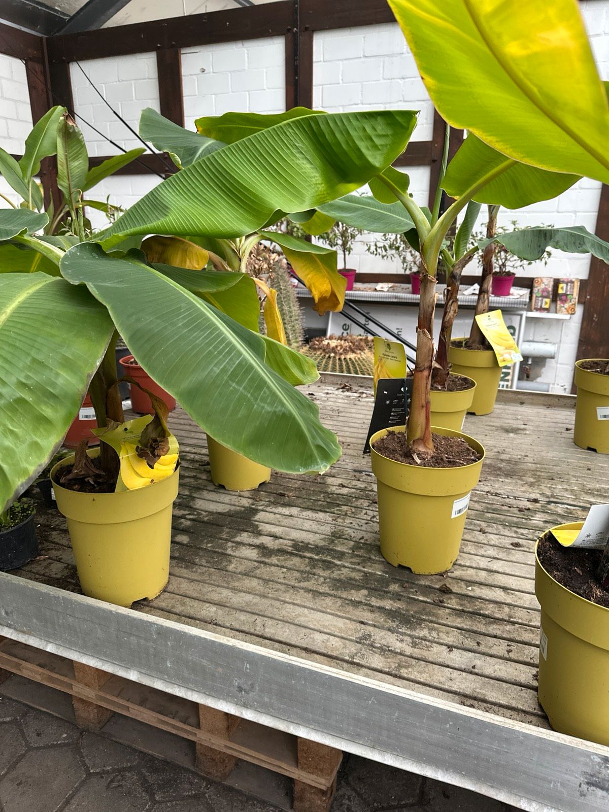 Chiquitabanane !!!!!!! größe fehlt