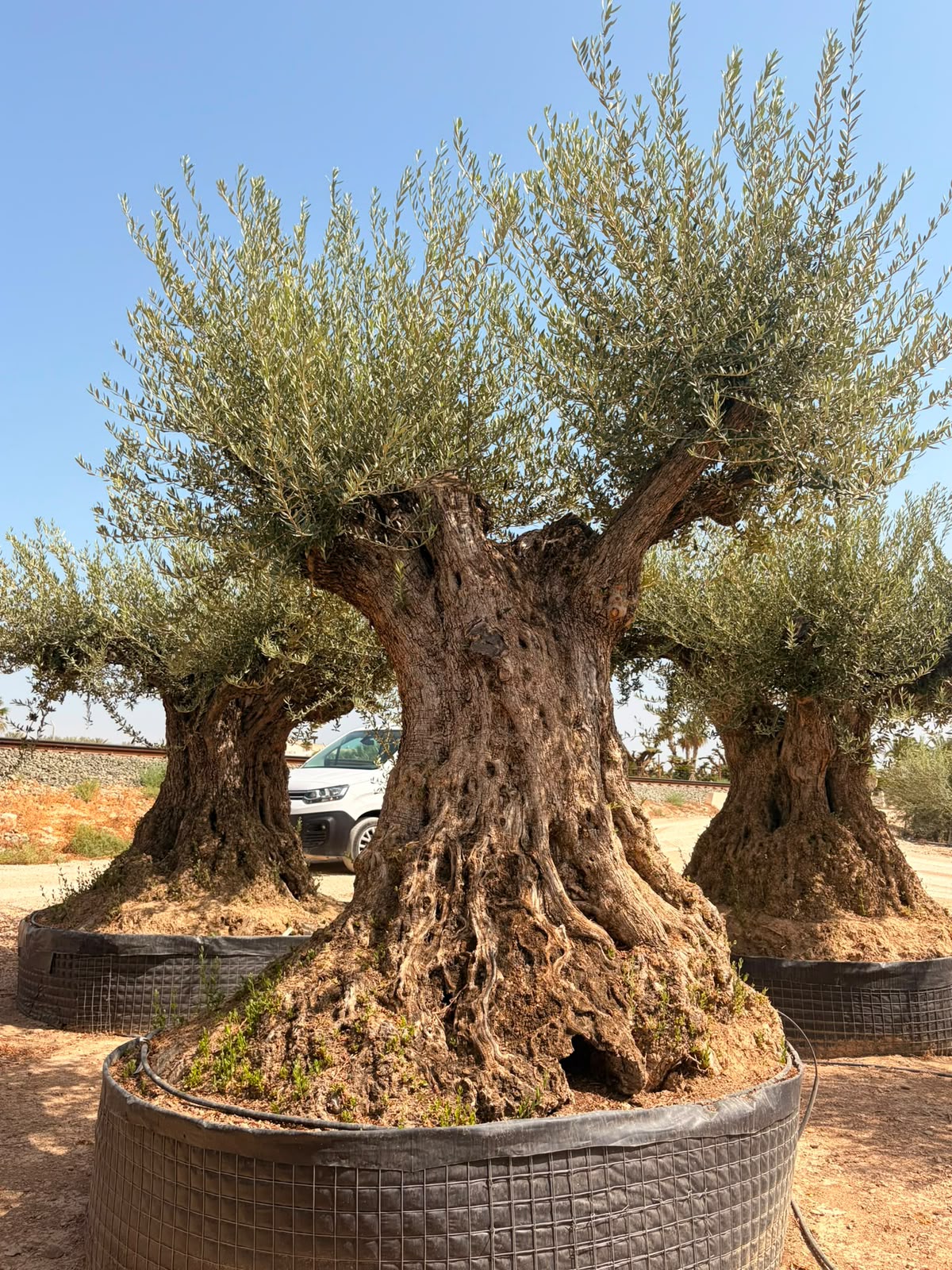 Beispielbild eines monumentalen Olivenbaums Hojiblanca – Ansicht 8