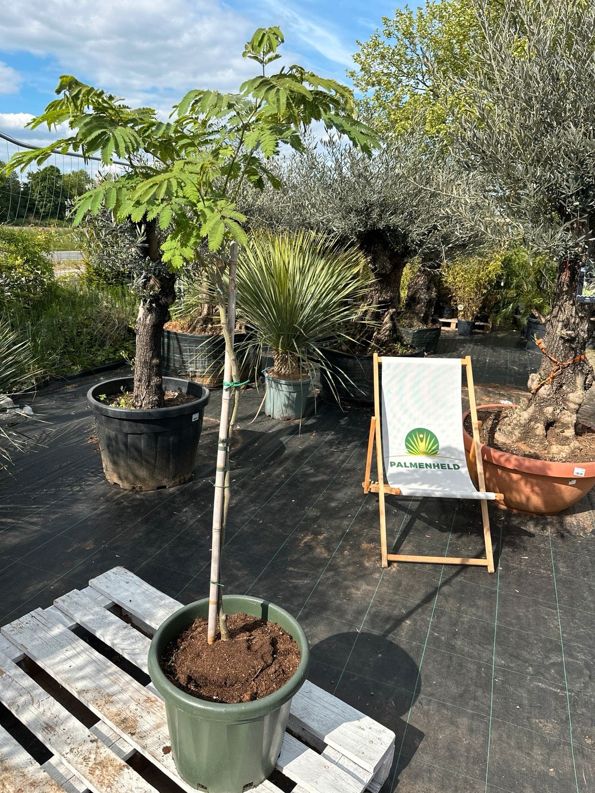 Schlafbaum 140-170cm