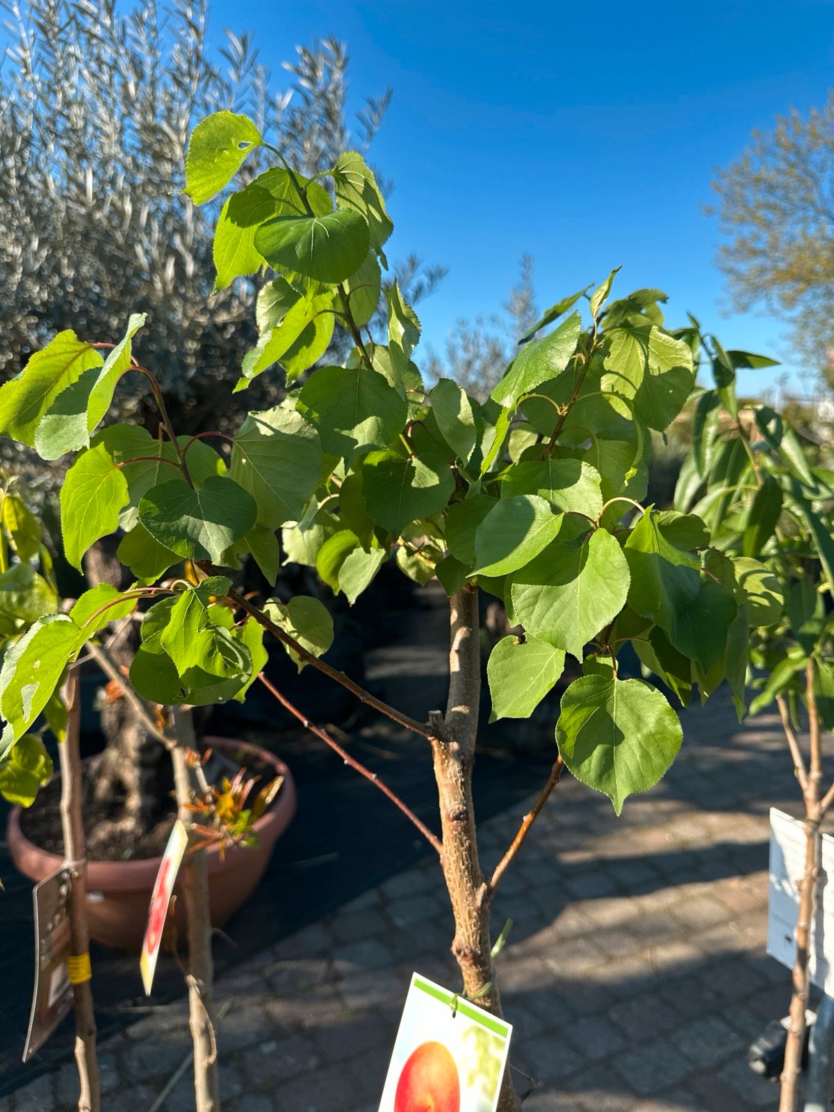 Aprikosenbaum 120-160cm
