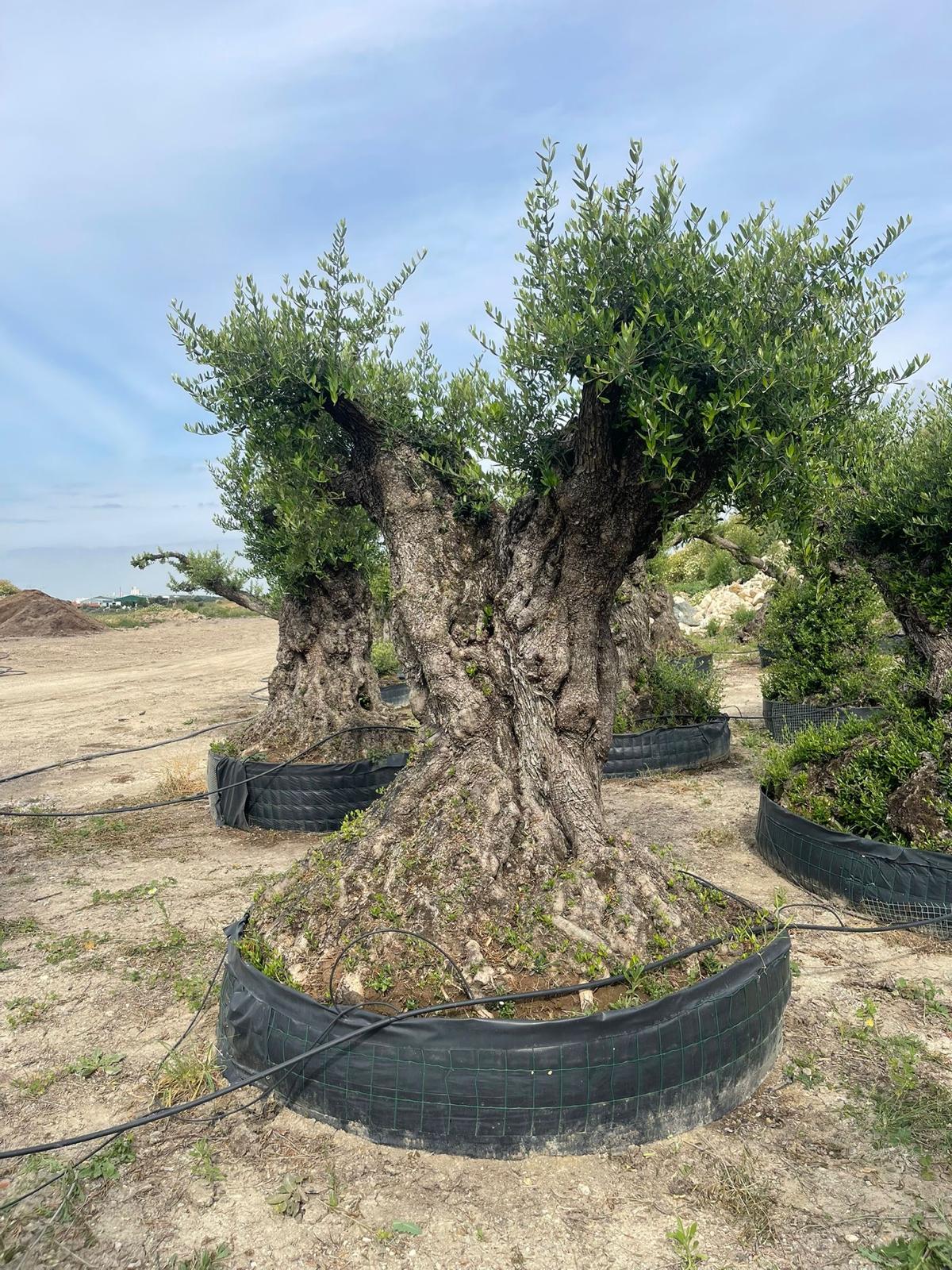 Beispielbild Olea europaea hojiblanca bonsai – Ansicht 1