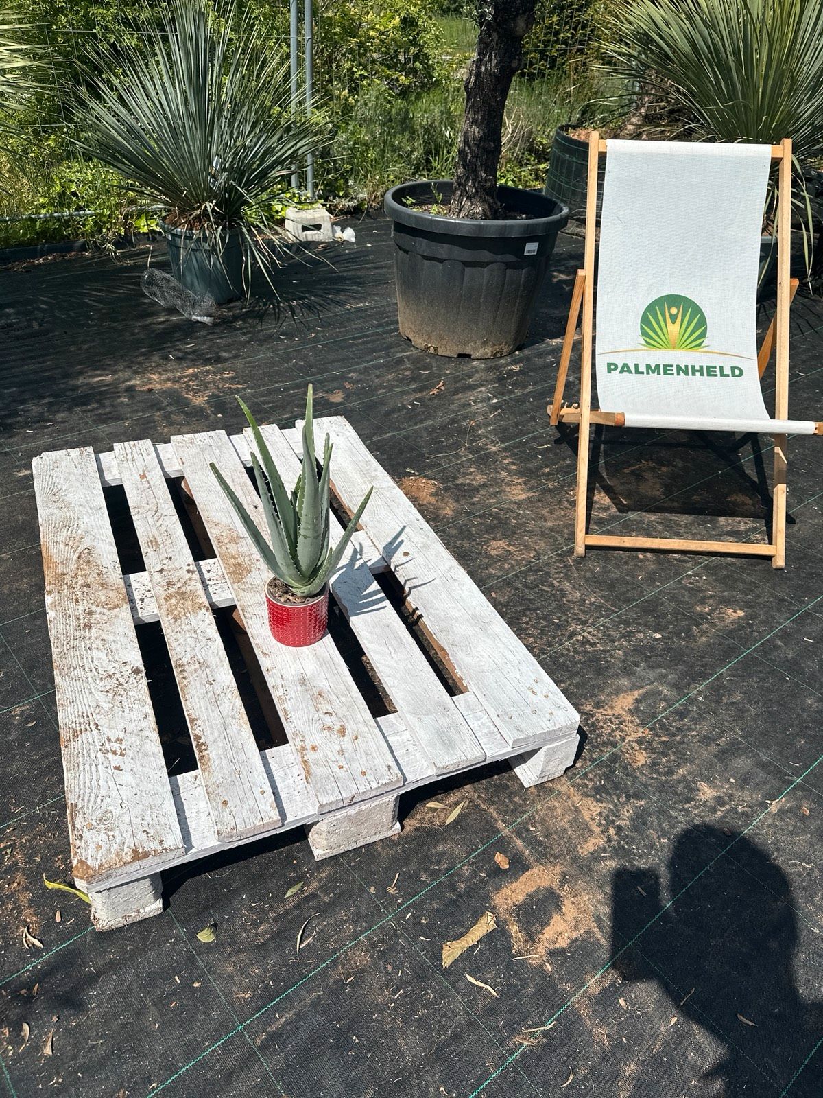 Aloe Vera 40-60cm