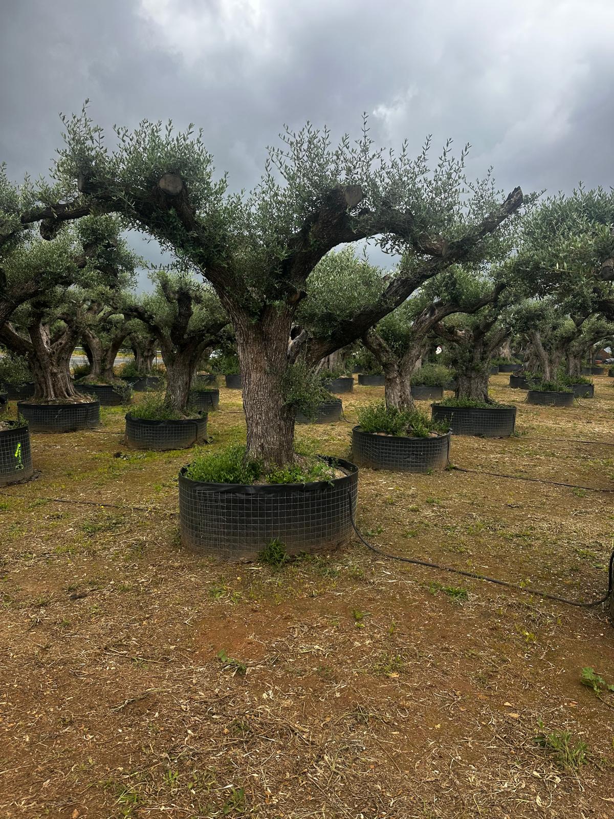 Beispielbild Olea europaea hojiblanca Lena pom pom mittel – Ansicht 4