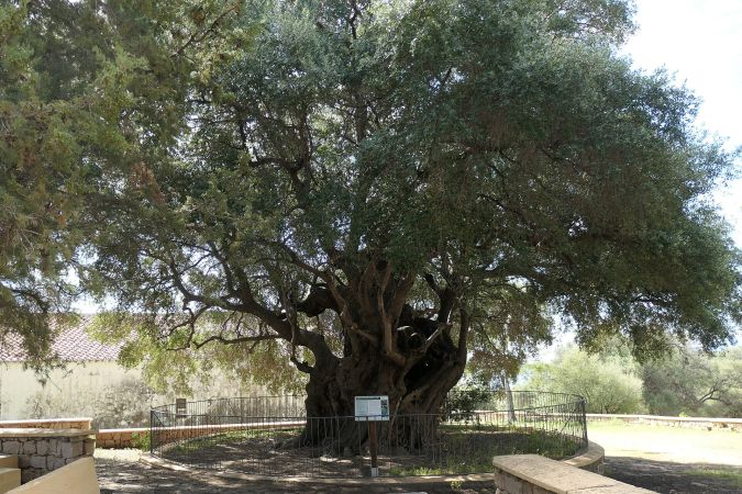 Mehr als tausend Jahre alter Olivenbaum auf Sardinien