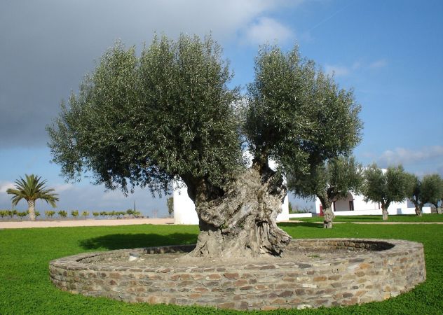 Jahrhundertealter monumentaler Olivenbaum im Alentejo