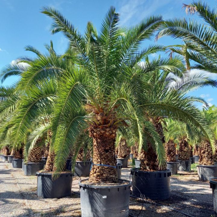 Große Palme aus der Palmenheld Selection