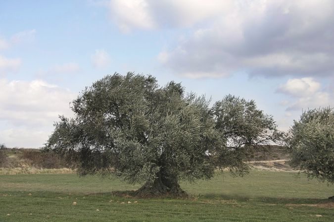 Alter, breit gewachsener Olivenbaum in Spanien