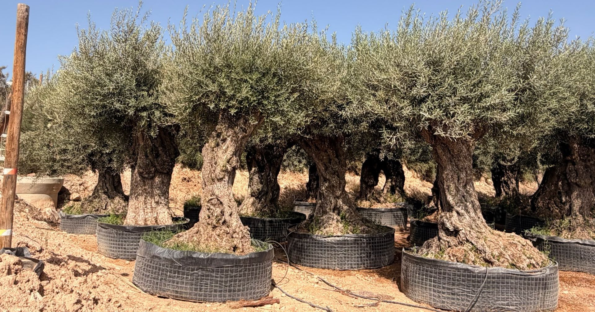 Großer Olivenbaum aus der Palmenheld Selection