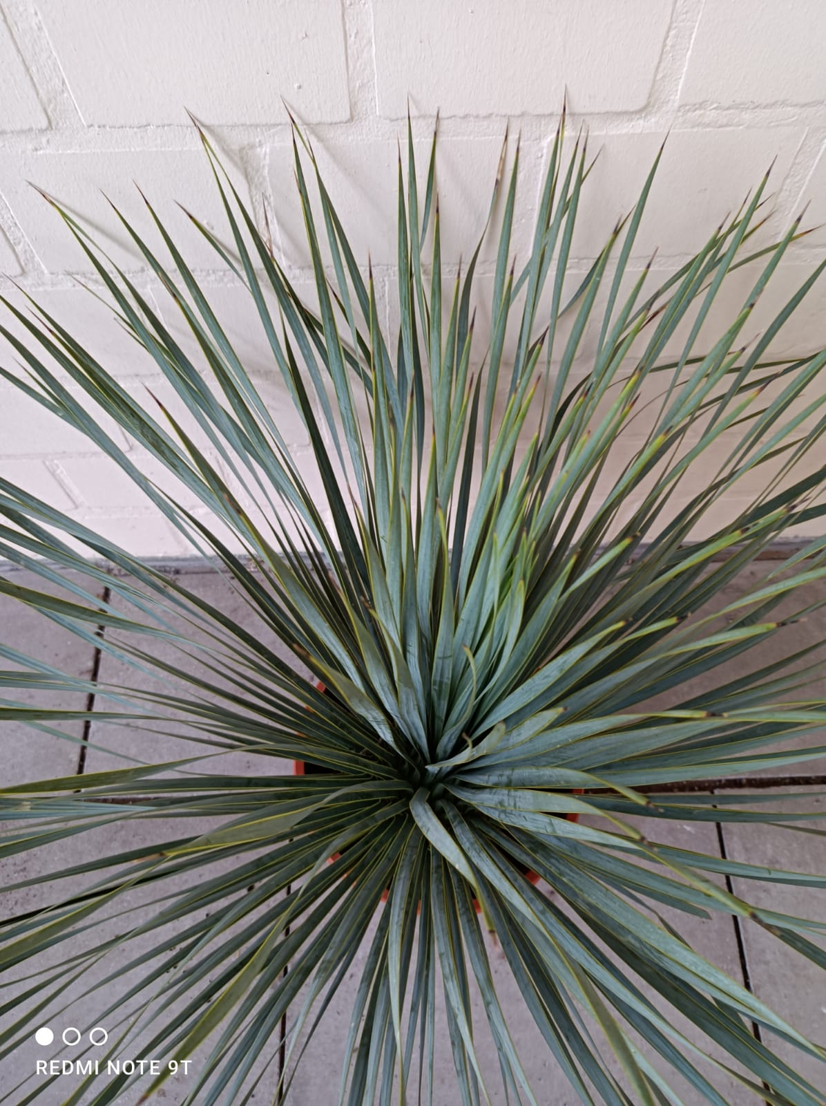 Blaue Yuccapalme - Palmenheld
