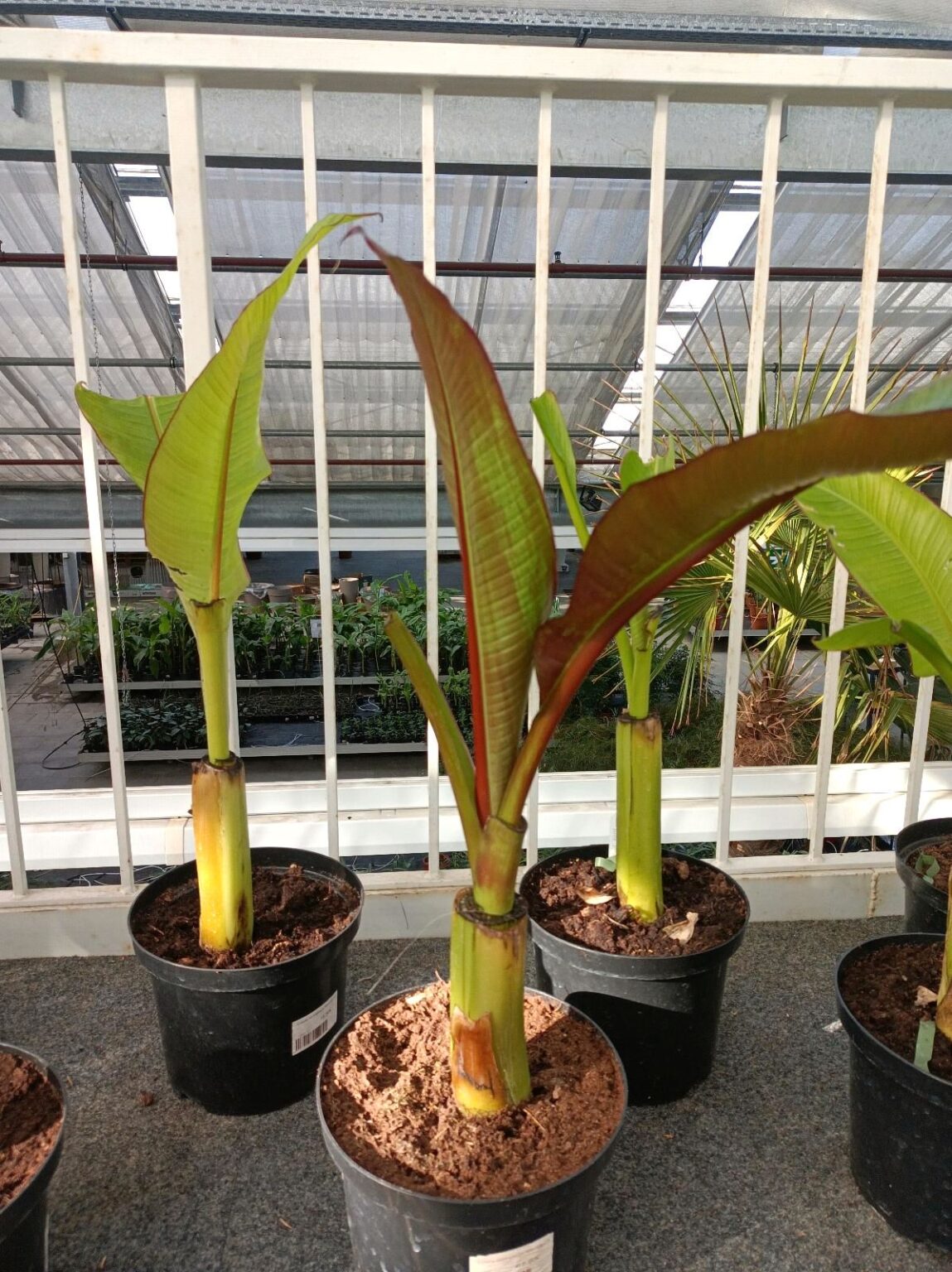 Ensete-ventricosum-1-1149x1536.jpg